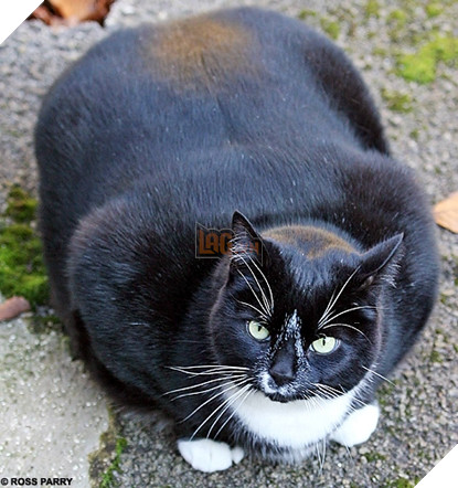 Mê say đắm đuối bọn mèo lai heo , nhìn chỉ muốn cắn cho một phát! 11