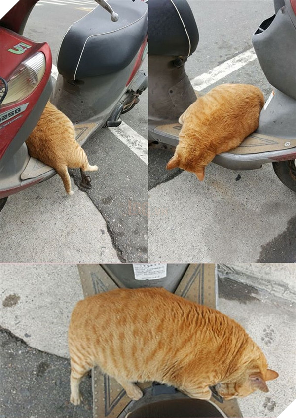 Mê say đắm đuối bọn mèo lai heo , nhìn chỉ muốn cắn cho một phát! 14