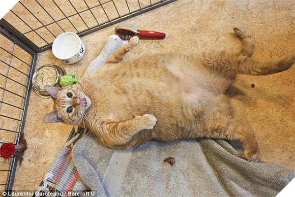 Mê say đắm đuối bọn mèo lai heo , nhìn chỉ muốn cắn cho một phát! 16