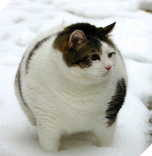 Mê say đắm đuối bọn mèo lai heo , nhìn chỉ muốn cắn cho một phát! 18