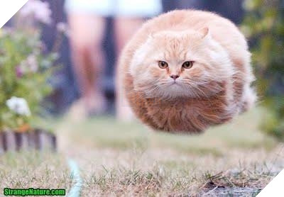 Mê say đắm đuối bọn mèo lai heo , nhìn chỉ muốn cắn cho một phát! 20