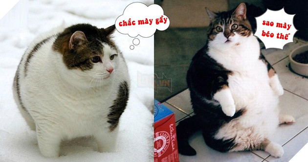 Mê say đắm đuối bọn mèo lai heo , nhìn chỉ muốn cắn cho một phát!