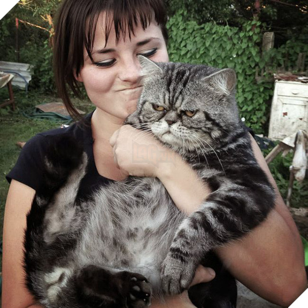 16 chú mèo ghét cay ghét đắng việc selfie cùng chủ nhân - Ảnh 1.