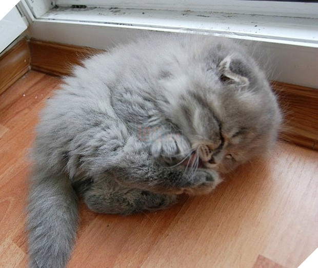 17 dáng ngủ nhìn đáng yêu vô cùng của các bé mèo con - Ảnh 1.