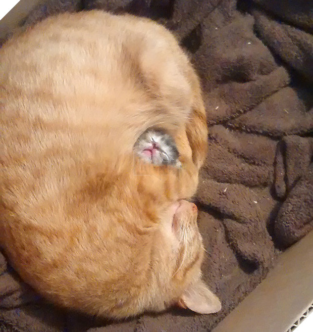 17 dáng ngủ nhìn đáng yêu vô cùng của các bé mèo con - Ảnh 3.