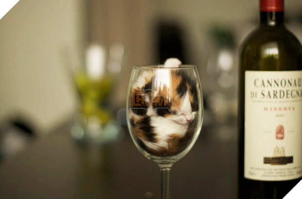 17 dáng ngủ nhìn đáng yêu vô cùng của các bé mèo con - Ảnh 21.