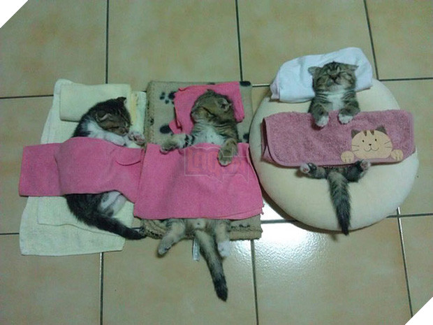 17 dáng ngủ nhìn đáng yêu vô cùng của các bé mèo con - Ảnh 23.