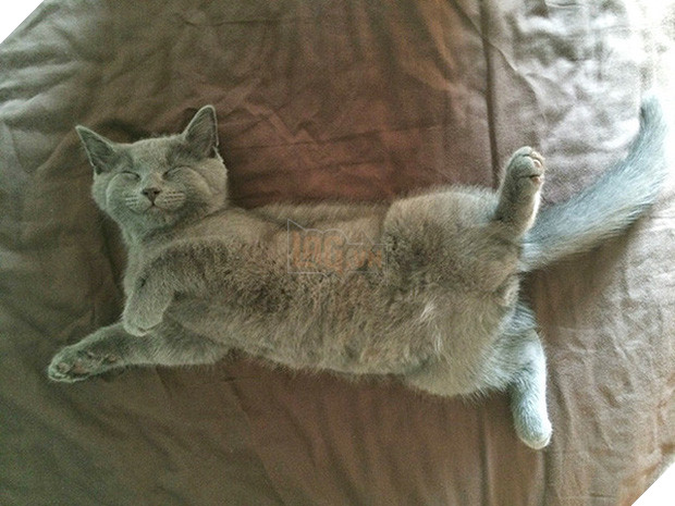 17 dáng ngủ nhìn đáng yêu vô cùng của các bé mèo con - Ảnh 25.