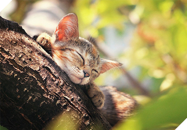 17 dáng ngủ nhìn đáng yêu vô cùng của các bé mèo con - Ảnh 27.