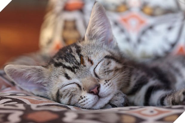 17 dáng ngủ nhìn đáng yêu vô cùng của các bé mèo con - Ảnh 29.