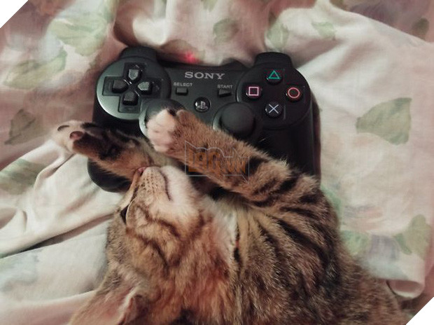 17 dáng ngủ nhìn đáng yêu vô cùng của các bé mèo con - Ảnh 31.