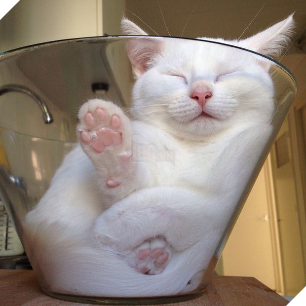 17 dáng ngủ nhìn đáng yêu vô cùng của các bé mèo con - Ảnh 33.