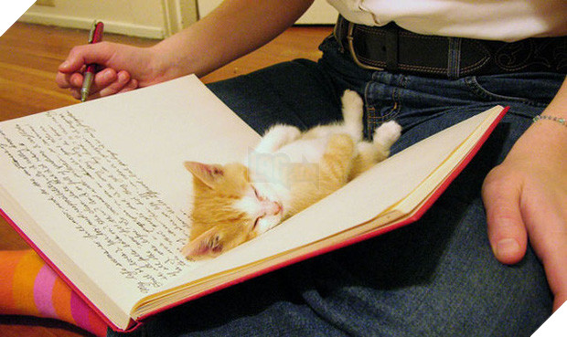 17 dáng ngủ nhìn đáng yêu vô cùng của các bé mèo con - Ảnh 9.