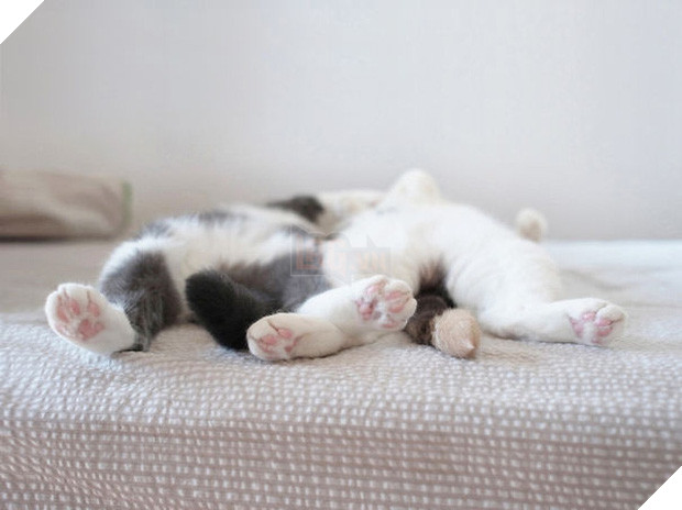 17 dáng ngủ nhìn đáng yêu vô cùng của các bé mèo con - Ảnh 13.