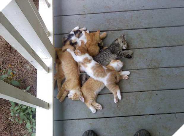 17 dáng ngủ nhìn đáng yêu vô cùng của các bé mèo con - Ảnh 17.