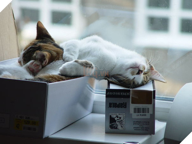 17 dáng ngủ nhìn đáng yêu vô cùng của các bé mèo con - Ảnh 19.