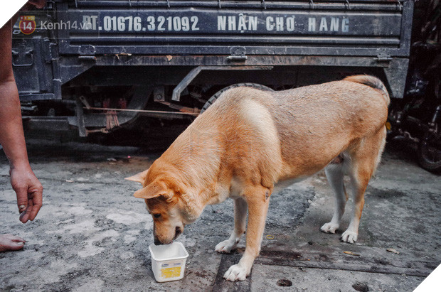 Gặp Gấu - chú chó cá tính nhất Sài Gòn: Chủ mua gì cũng xung phong xách hộ, không cho theo thì hờn mát bỏ ăn! - Ảnh 9.