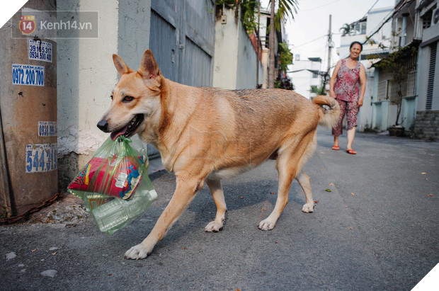 Gặp Gấu - chú chó cá tính nhất Sài Gòn: Chủ mua gì cũng xung phong xách hộ, không cho theo thì hờn mát bỏ ăn! - Ảnh 1.
