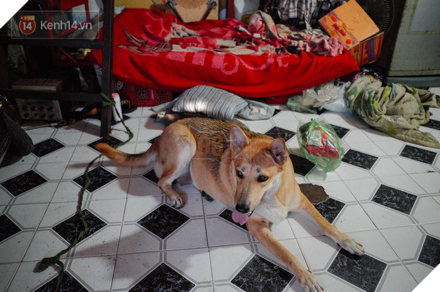 Gặp Gấu - chú chó cá tính nhất Sài Gòn: Chủ mua gì cũng xung phong xách hộ, không cho theo thì hờn mát bỏ ăn! - Ảnh 6.