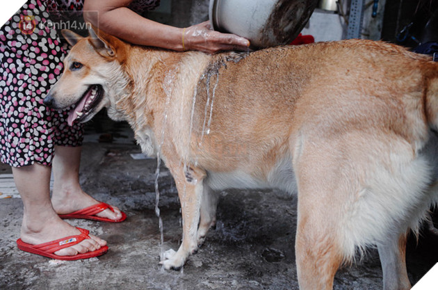 Gặp Gấu - ch&#250; ch&#243; c&#225; t&#237;nh nhất S&#224;i G&#242;n: Chủ mua g&#236; cũng xung phong x&#225;ch hộ, kh&#244;ng cho theo th&#236; hờn m&#225;t bỏ ăn! - Ảnh 7.