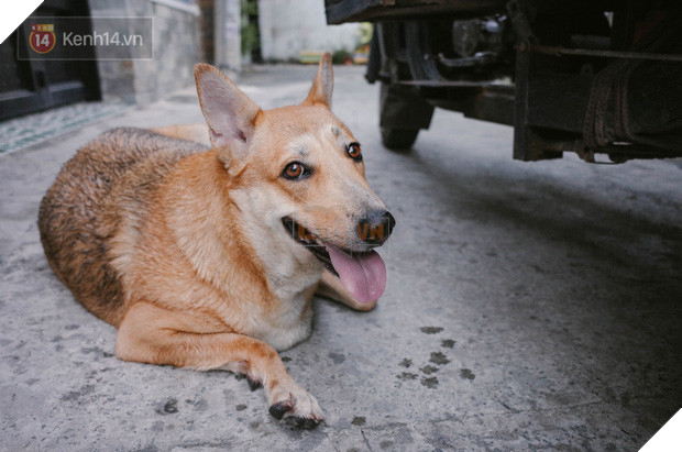 Gặp Gấu - chú chó cá tính nhất Sài Gòn: Chủ mua gì cũng xung phong xách hộ, không cho theo thì hờn mát bỏ ăn! - Ảnh 4.