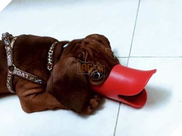 khong-nhin-duoc-cuoi-voi-nhung-kieu-ro-mom-cho-co-1-0-2