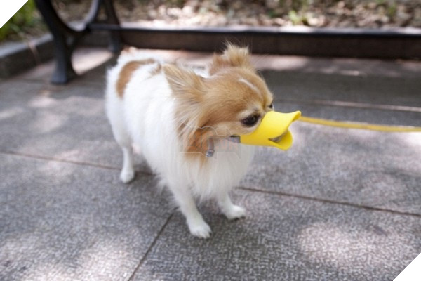 khong-nhin-duoc-cuoi-voi-nhung-kieu-ro-mom-cho-co-1-0-2-1