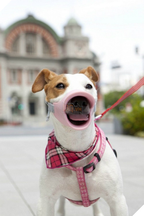 khong-nhin-duoc-cuoi-voi-nhung-kieu-ro-mom-cho-co-1-0-2-2