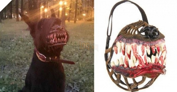 khong-nhin-duoc-cuoi-voi-nhung-kieu-ro-mom-cho-co-1-0-2-5