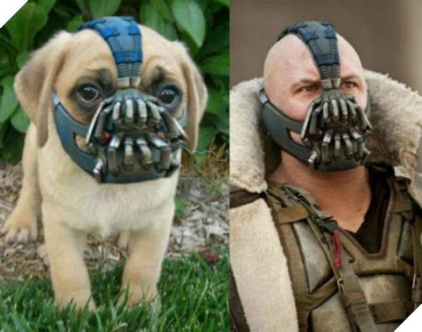 Tổng hợp những kiểu rọ mõm chó siêu độc nhìn là không nhịn được cười