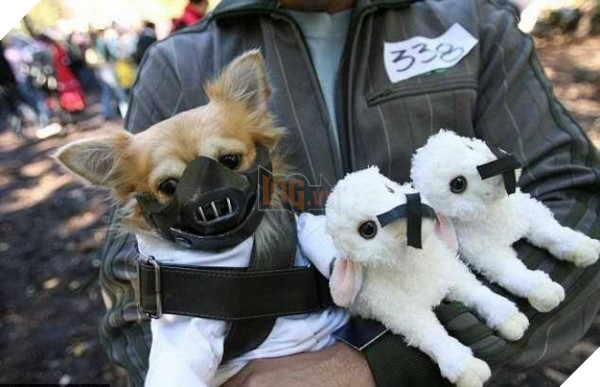 khong-nhin-duoc-cuoi-voi-nhung-kieu-ro-mom-cho-co-1-0-2-8