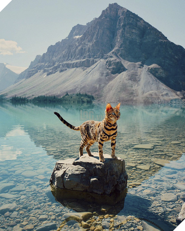 Gặp gỡ chú mèo xinh đẹp cùng cô chủ đi du lịch khắp thế gian - Ảnh 7.