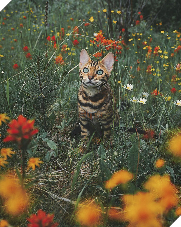 Gặp gỡ chú mèo xinh đẹp cùng cô chủ đi du lịch khắp thế gian - Ảnh 19.