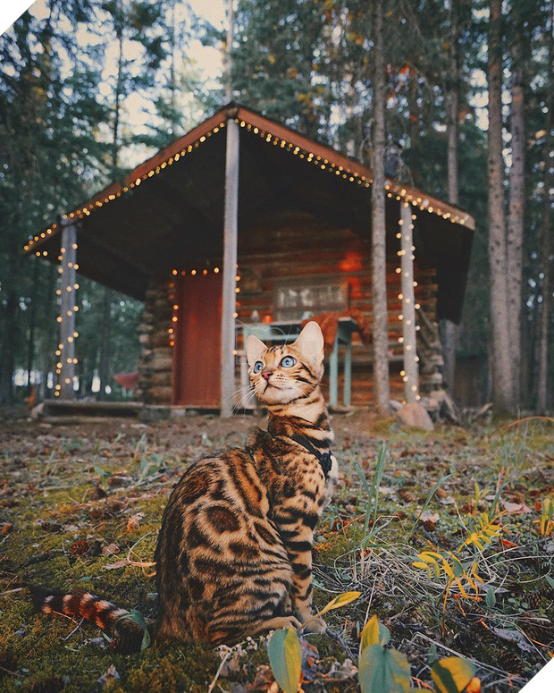 Gặp gỡ chú mèo xinh đẹp cùng cô chủ đi du lịch khắp thế gian - Ảnh 13.