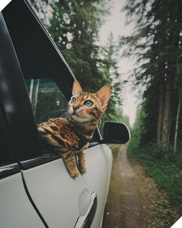 Gặp gỡ chú mèo xinh đẹp cùng cô chủ đi du lịch khắp thế gian - Ảnh 5.