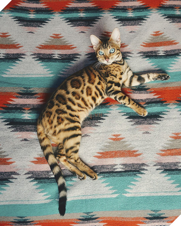 Gặp gỡ chú mèo xinh đẹp cùng cô chủ đi du lịch khắp thế gian - Ảnh 23.