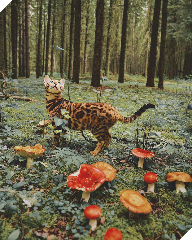 Gặp gỡ chú mèo xinh đẹp cùng cô chủ đi du lịch khắp thế gian - Ảnh 21.