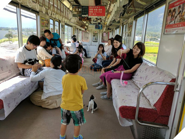 Quán cafe mèo trên tàu hỏa duy nhất chỉ có ở Nhật Bản