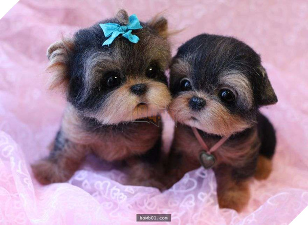 Chú nhím ‘lè lưỡi’ siêu đáng yêu, khi nhìn gần ai nấy đều dụi mắt kinh ngạc 10