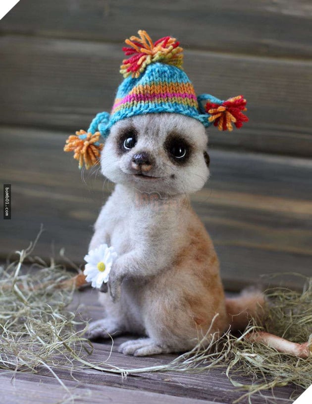 Chú nhím ‘lè lưỡi’ siêu đáng yêu, khi nhìn gần ai nấy đều dụi mắt kinh ngạc 7