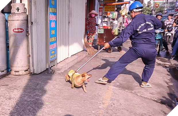 Xuất hiện thông tin bịa đặt Xe bắt chó giả ở TP HCM khiến nhiều người hoang mang - Ảnh 1.