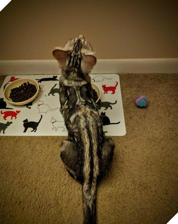 Chân dung 16 chú mèo sở hữu vết bớt hiếm có khó tìm - Ảnh 19.