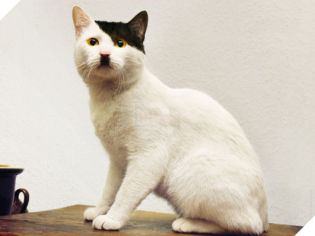 Chân dung 16 chú mèo sở hữu vết bớt hiếm có khó tìm - Ảnh 7.