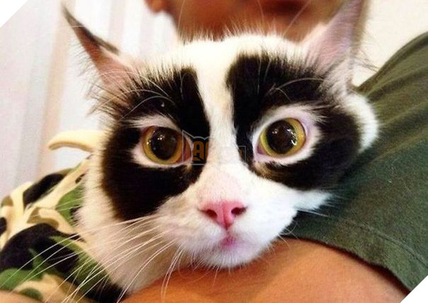 Chân dung 16 chú mèo sở hữu vết bớt hiếm có khó tìm - Ảnh 3.