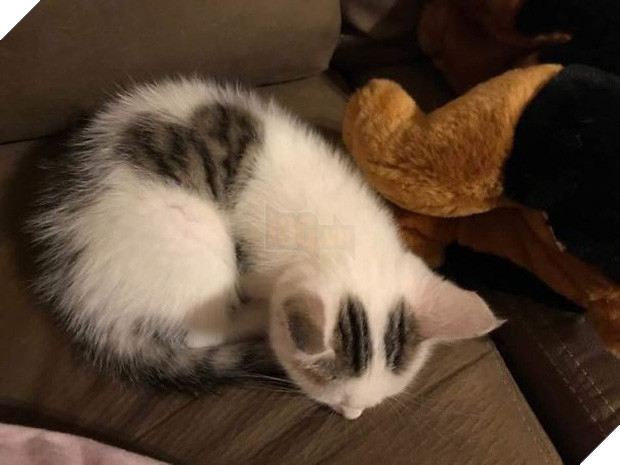 Chân dung 16 chú mèo sở hữu vết bớt hiếm có khó tìm - Ảnh 9.