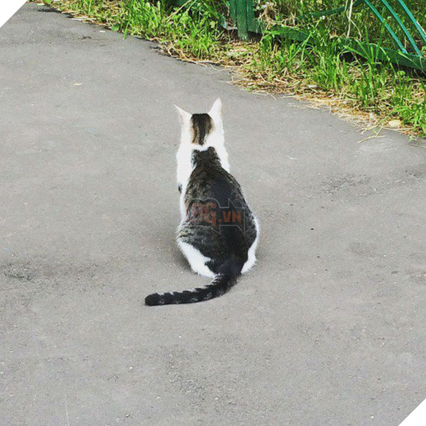 Chân dung 16 chú mèo sở hữu vết bớt hiếm có khó tìm - Ảnh 11.