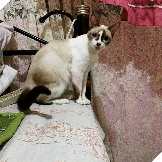 Chân dung 16 chú mèo sở hữu vết bớt hiếm có khó tìm - Ảnh 13.