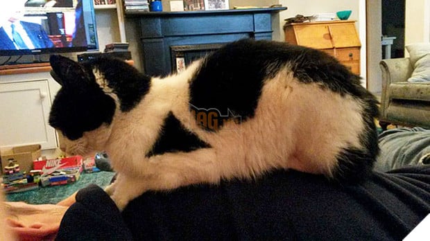 Chân dung 16 chú mèo sở hữu vết bớt hiếm có khó tìm - Ảnh 15.