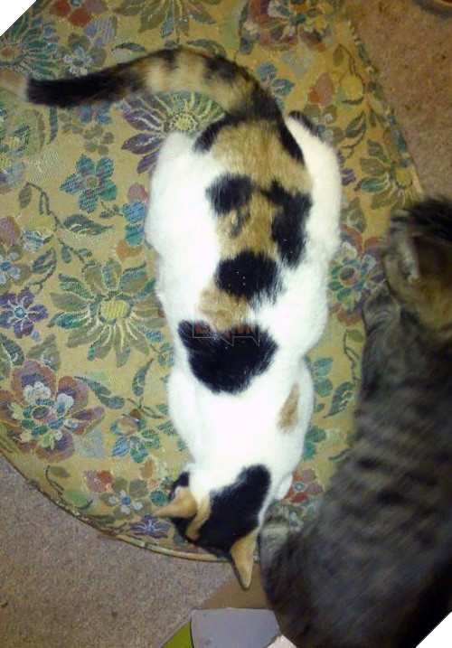 Chân dung 16 chú mèo sở hữu vết bớt hiếm có khó tìm - Ảnh 17.