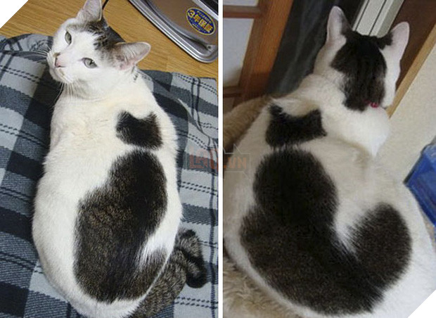 Chân dung 16 chú mèo sở hữu vết bớt hiếm có khó tìm - Ảnh 25.